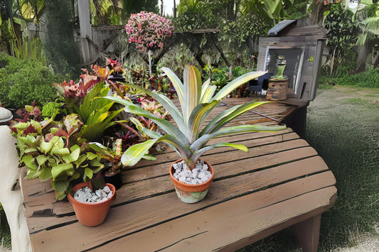 Bromeliad Plant Aechmea Loie's Pride 9 Inch Pot - Tropical Indoor Houseplant, Colorful Foliage, Ideal for Home Decor