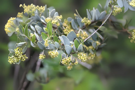 Coffeeberry Deer Nut Goat Grey Box Jojoba Pignut Quinine Hazel (Simmondsia chinensis)