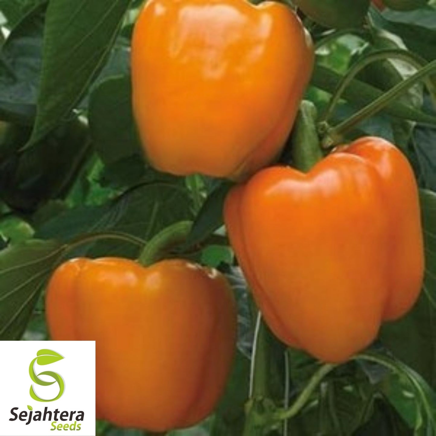 Coral Bell Orange Sweet Pepper Seeds 30+ | NON-GMO Vegetable Garden USA