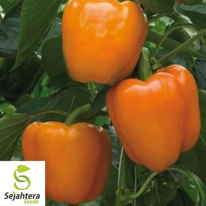 Coral Bell Orange Sweet Pepper Seeds 30+ | NON-GMO Vegetable Garden USA