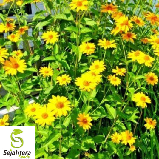 50+ Maximilian Sunflower Seeds - Heirloom, Non-GMO, Perennial, Tall & Pollinator-Friendly