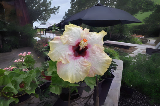 Tropical Hibiscus Plant - Starter Size - Stolen Kiss Cream Pink Yellow - Hibiscus rosa-sinensis - Live Exotic Flowering Plant