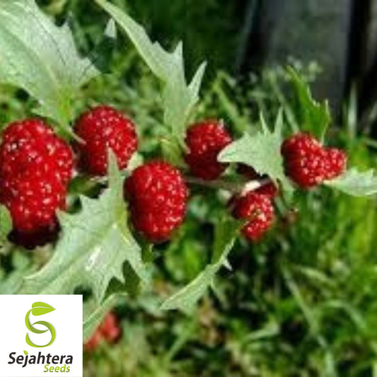 Strawberry Spinach Stick Seeds {Chenopodium foliosum} 150 Seeds