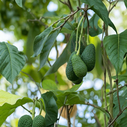 Avocado Tree Seedling – Persea americana Live Plant | 15 Inches Tall | Ships in Pot  Trimmed Starter Tree | Tropical Fruit Plant | Ready to Grow
