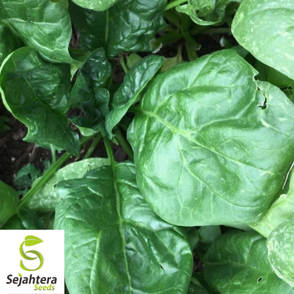 150+ Giant Noble Spinach Seeds - Non-GMO, Heirloom & Nutritious Green