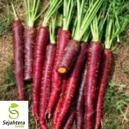 Cosmic Purple Carrot Seeds 500+ | NON-GMO Heirloom Vegetable Garden USA