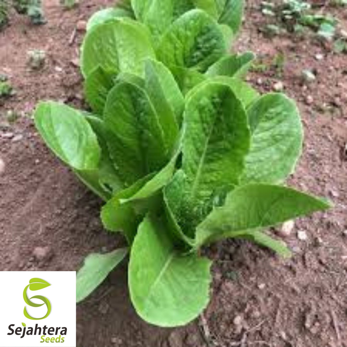 1000 Summer Bibb Lettuce Seeds - Non-GMO, Tender & Crisp Greens