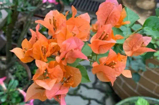 Afterglow Bougainvillea | Small Well-Rooted Starter Plant