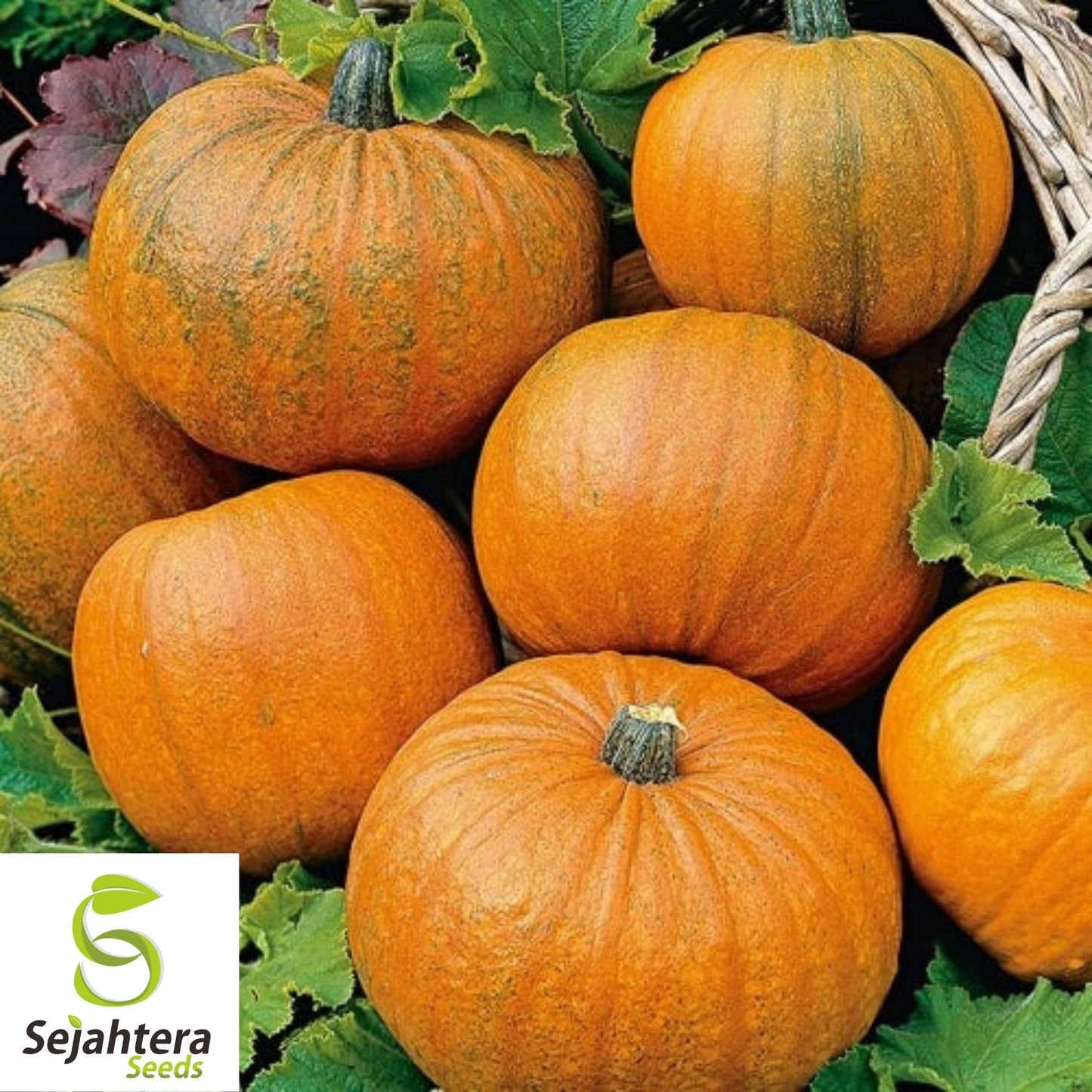 Sugar Pie Pumpkin Seeds 25 Ct | Sweet Vegetable Garden NON-GMO USA