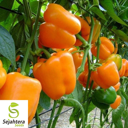 Coral Bell Orange Sweet Pepper Seeds 30+ | NON-GMO Vegetable Garden USA