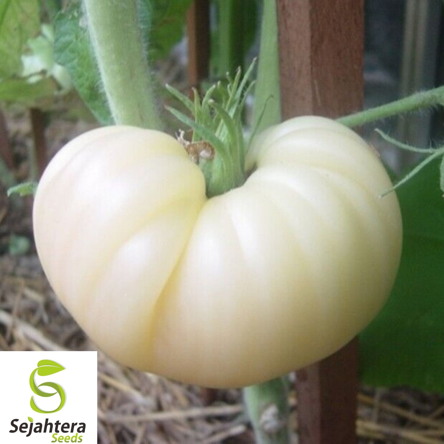 30+ Great White Tomato Seeds - Heirloom, Organic, Rare, Sweet & Juicy Beefsteak