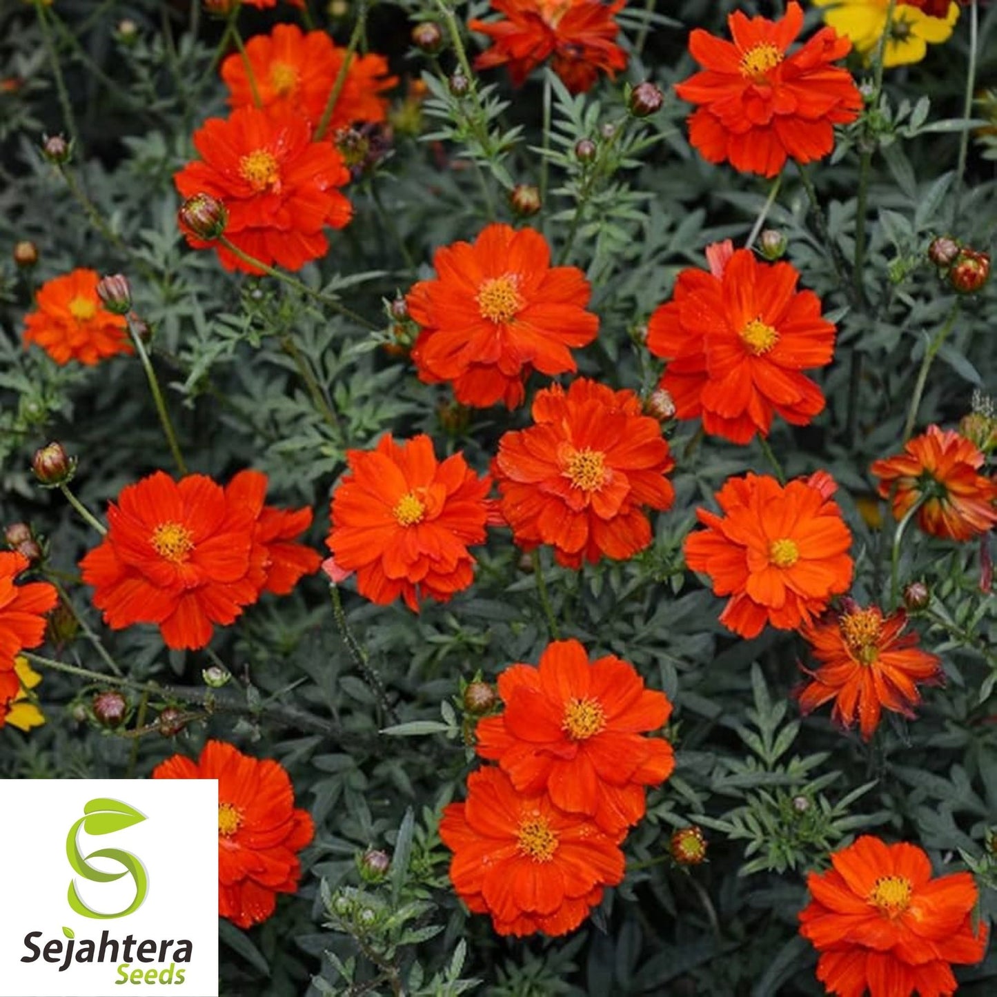 Cosmos Dwarf Red Sulphur Seeds 100 Ct | Cosmos sulphureus Annual Flower USA