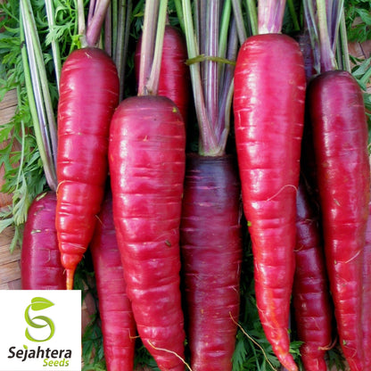 Purple Dragon Carrot Seeds - 100+ Heirloom, Organic, Non-GMO & Rare