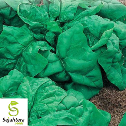 150+ Giant Noble Spinach Seeds - Non-GMO, Heirloom & Nutritious Green