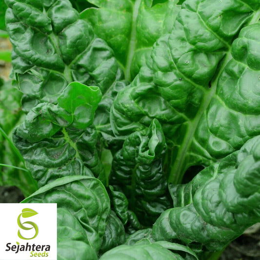 50 Perpetual Spinach Swiss Chard Seeds - Beta Vulgaris Cicla, Non-GMO