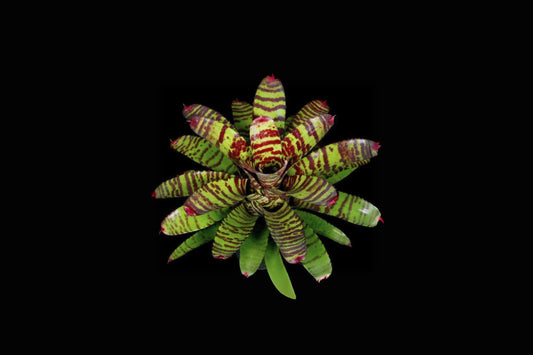 Bromeliad Plant Neoregelia High Voltage in 6 Inch Pot - Tropical Indoor Houseplant for Home Decor - Neoregelia spp.