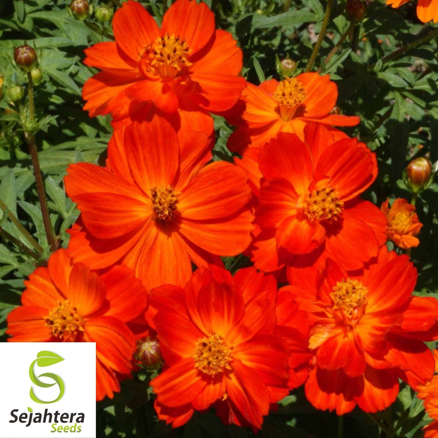 Cosmos Dwarf Red Sulphur Seeds 100 Ct | Cosmos sulphureus Annual Flower USA