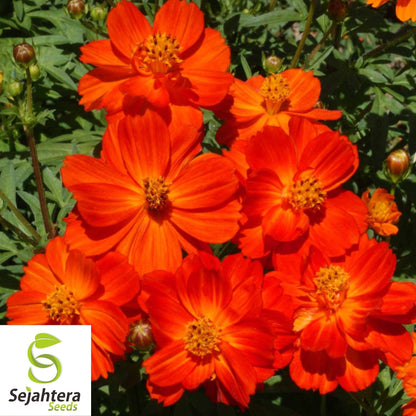 Cosmos Dwarf Red Sulphur Seeds 100 Ct | Cosmos sulphureus Annual Flower USA
