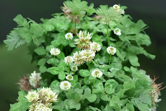 Dutch Irish Shamrock True Clover (Trifolium repens)