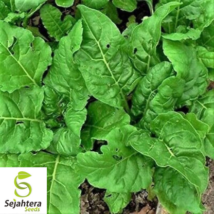 50 Perpetual Spinach Swiss Chard Seeds - Beta Vulgaris Cicla, Non-GMO