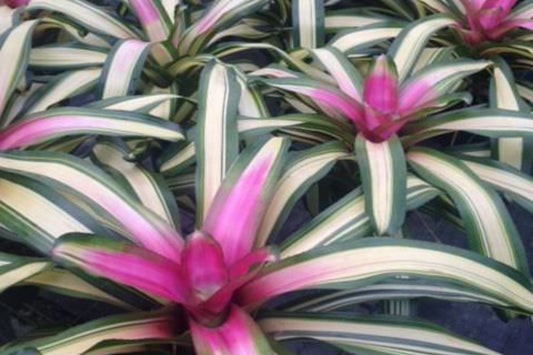 Neoregelia Full Moon Bromeliad 6" Pot - Vibrant Tropical Plant - Ideal for Indoor & Outdoor Gardens - Neoregelia spp.
