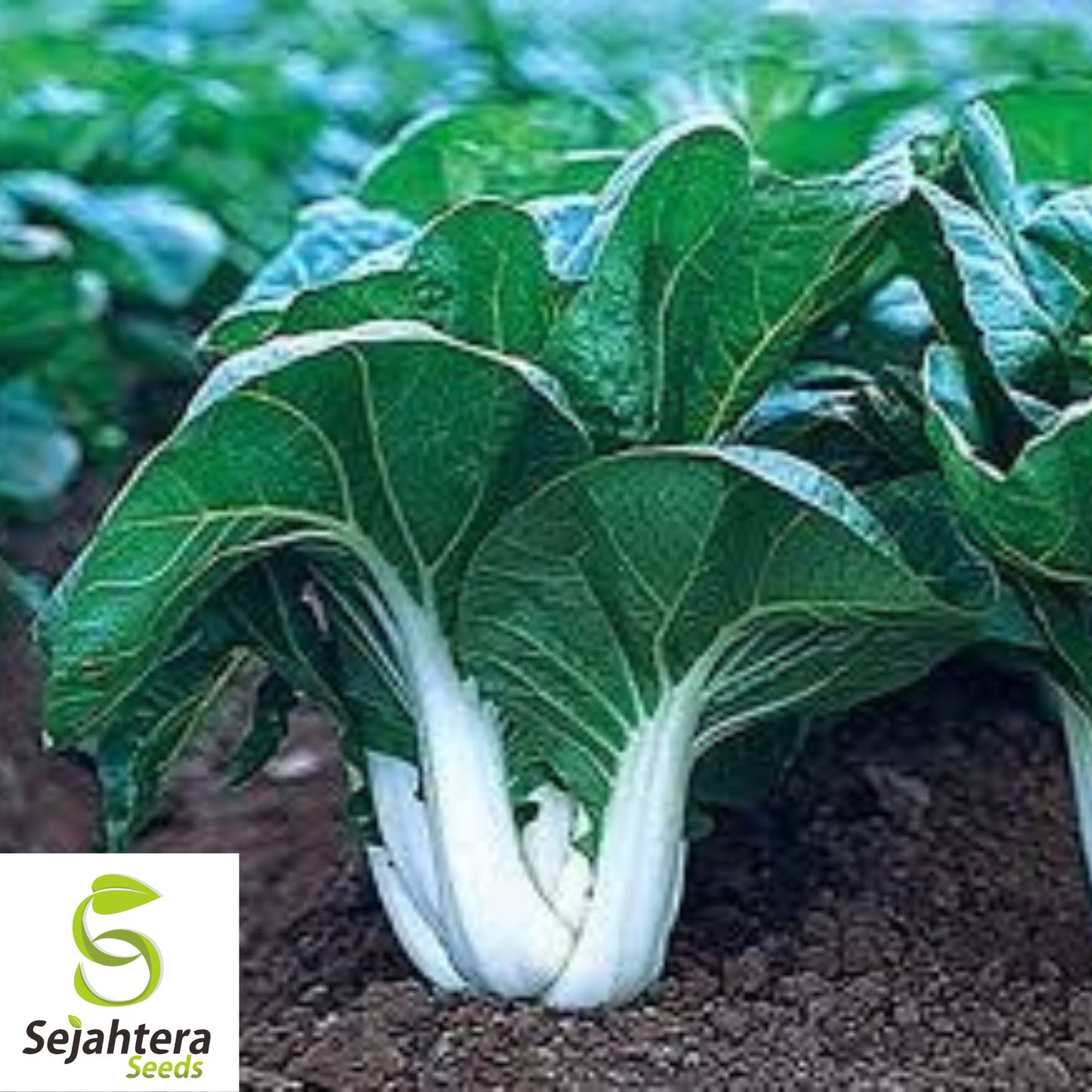 Pak Choi Extra Dwarf White Stem Seeds - 1000+ Heirloom - Rare & Non-GMO