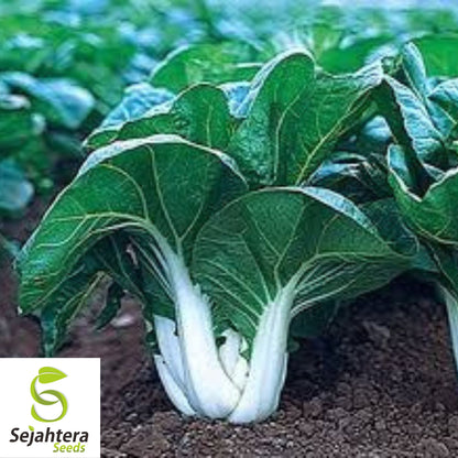 Pak Choi Extra Dwarf White Stem Seeds - 1000+ Heirloom - Rare & Non-GMO