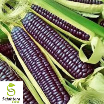 Hopi Blue Corn Seeds - 120+ Heirloom, Non-GMO, Organic & Rare Native Variety