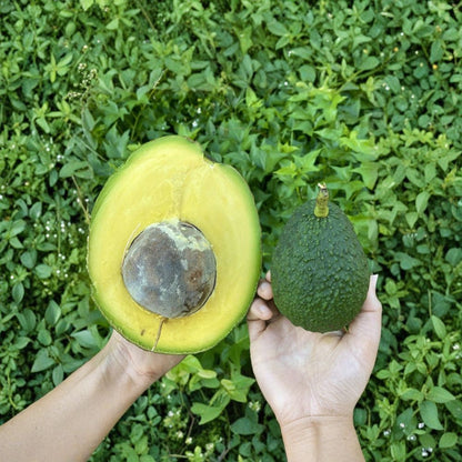 Marcus Pumpkin Avocado Tree – Persea americana Live Tropical Fruit Tree | Rare Variety  Distinctive Avocado Cultivar | Statement Landscape Tree | Premium Home Orchard Choice
