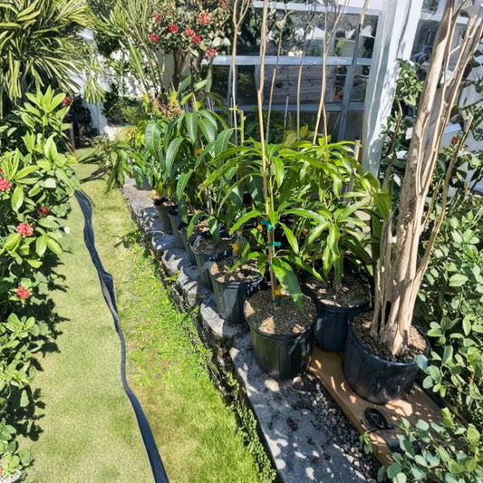 Honey Kiss Mango Tree – Mangifera indica Grafted Live Tree | 2–4 Feet Tall | Rare Variety  Fast Fruiting | Low-Fiber Sweet Mango | Compact Tropical Tree