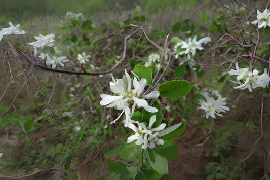 Snowy Mespilus (Amelanchier ovalis clean seed)
