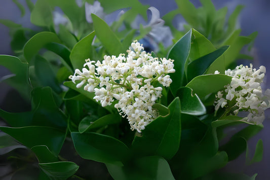 Japanese Privet (Ligustrum japonicum)