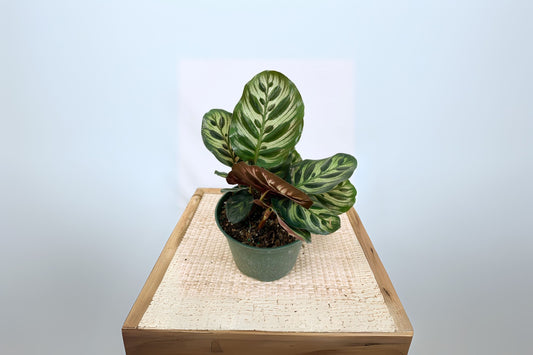 Calathea Peacock Plant 4 in Pot - Vibrant Indoor Houseplant (Calathea makoyana)