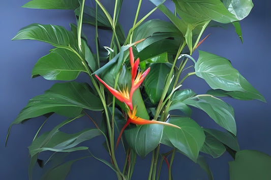 Orange Heliconia Rhizomes - 2x Fast Growing Tropical Plants, Psittacorum x spathocicinata, Ideal for Borders, Free Shipping