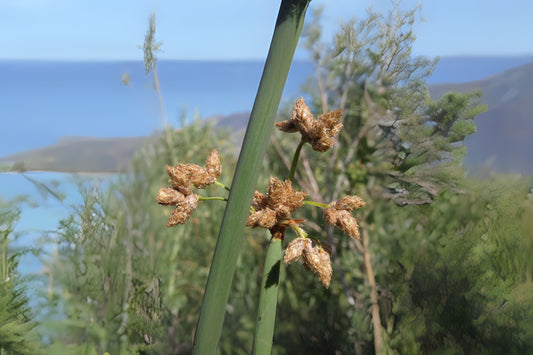 Hardstem Bulrush (Schoenoplectus acutus var. occidentalis)