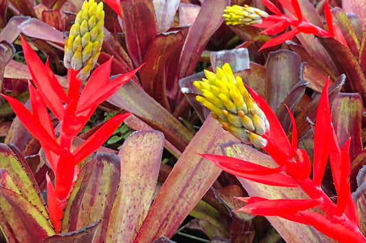 Bromeliad Aechmea Nudicaulis Red Brazil 5" Pot - Vibrant Burgundy Foliage, Yellow Bloom, Tropical Houseplant