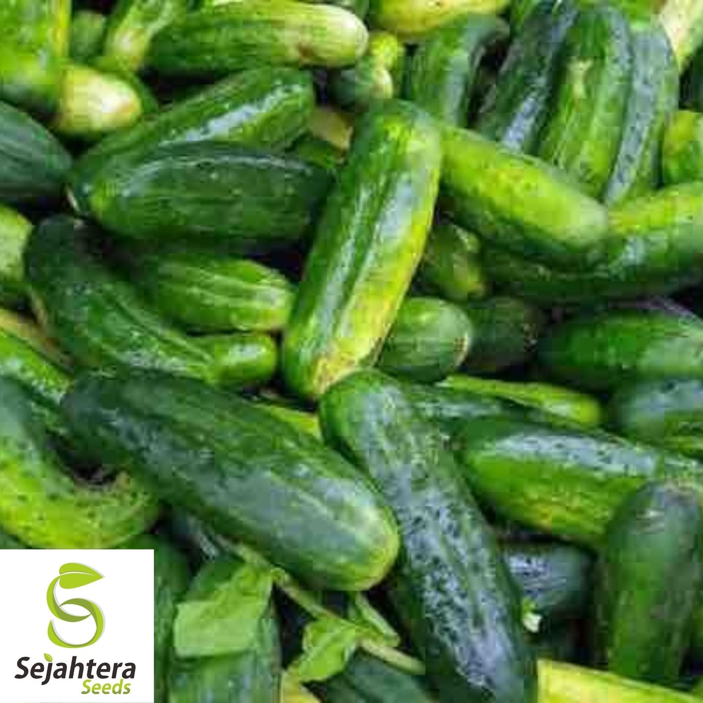 Cucumber Seeds 60+ | Wisconsin Pickling Vegetable NON-GMO Garden USA