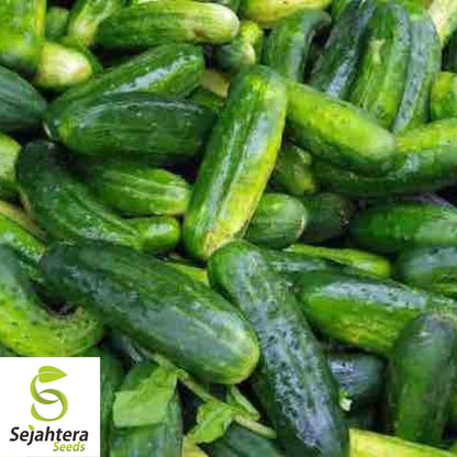 Cucumber Seeds 60+ | Wisconsin Pickling Vegetable NON-GMO Garden USA