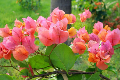 Afterglow Bougainvillea | Small Well-Rooted Starter Plant