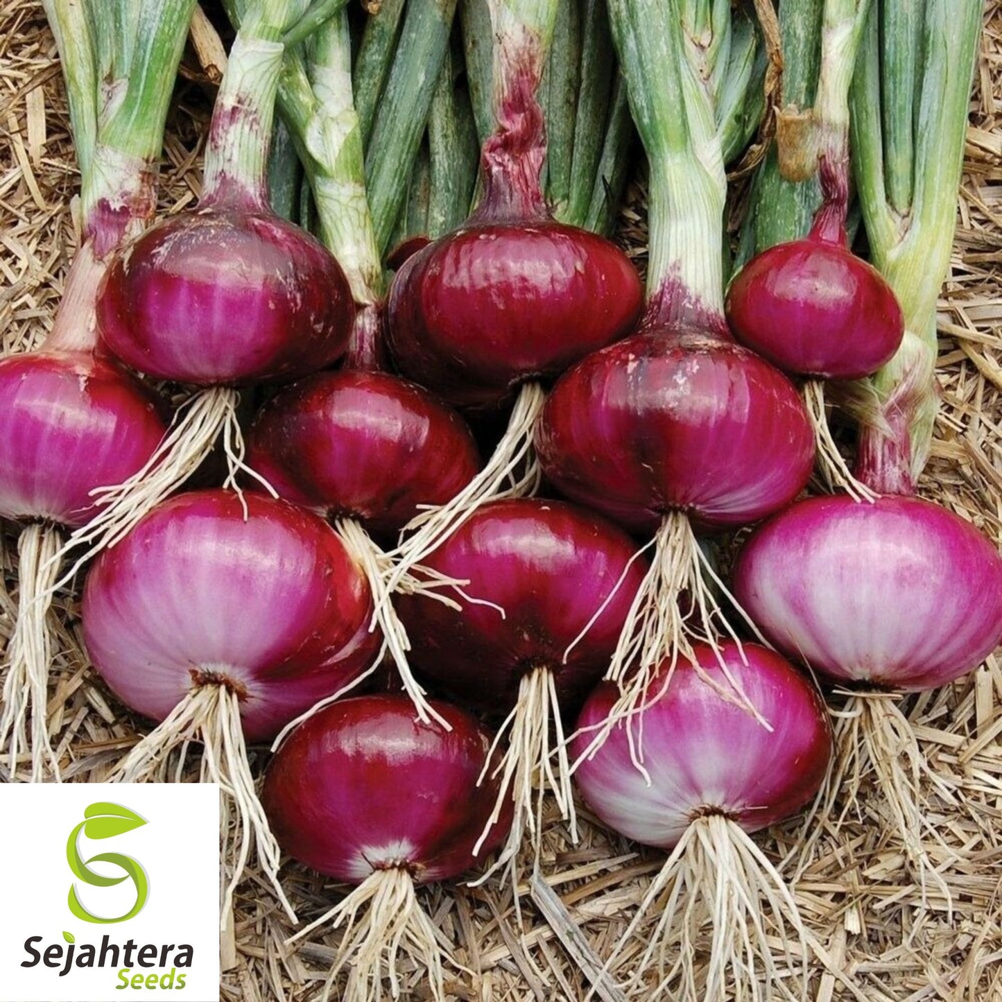 200 Red Burgundy Onion Seeds - Non-GMO, Sweet & Versatile Heirloom Variety