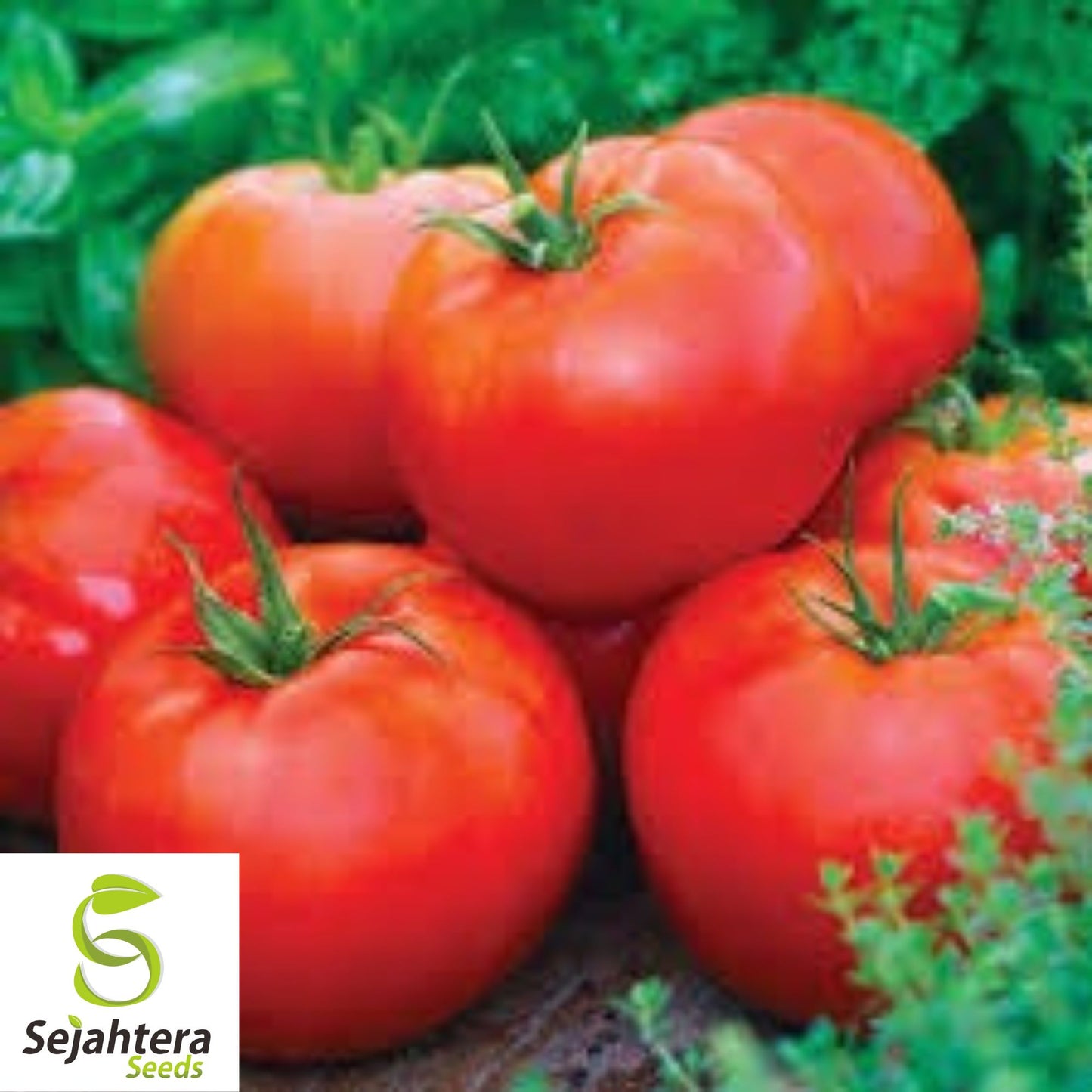 Ace 55 Tomato Seeds - 120+ Heirloom - Low Acid & Juicy - Non-GMO & Fresh