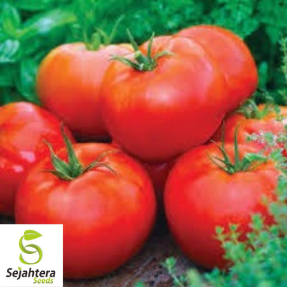 Ace 55 Tomato Seeds - 120+ Heirloom - Low Acid & Juicy - Non-GMO & Fresh