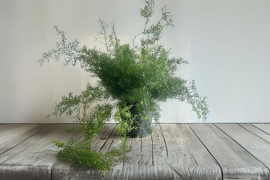 Emerald Fern (Asparagus sprengeri)