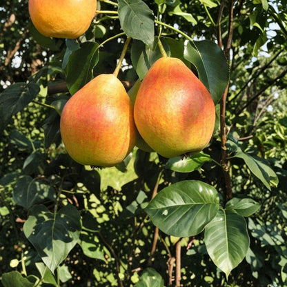 Ayers Pear Cuttings – Pyrus communis ‘Ayers’ 3 Fresh Cuttings | 8–12 Inches | For Rooting or Grafting  Sweet “Sugar Pear” Variety | Self-Pollinating | Mid-Season Harvest