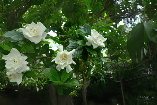 Gardenia Live Plant - Miami Supreme - Double White Flowers - Gardenia jasminoides - Well-Rooted Starter Size - Intense Fragrance