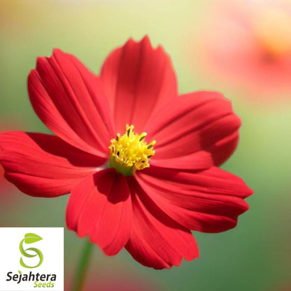 Cosmos Dwarf Red Sulphur Seeds 100 Ct | Cosmos sulphureus Annual Flower USA