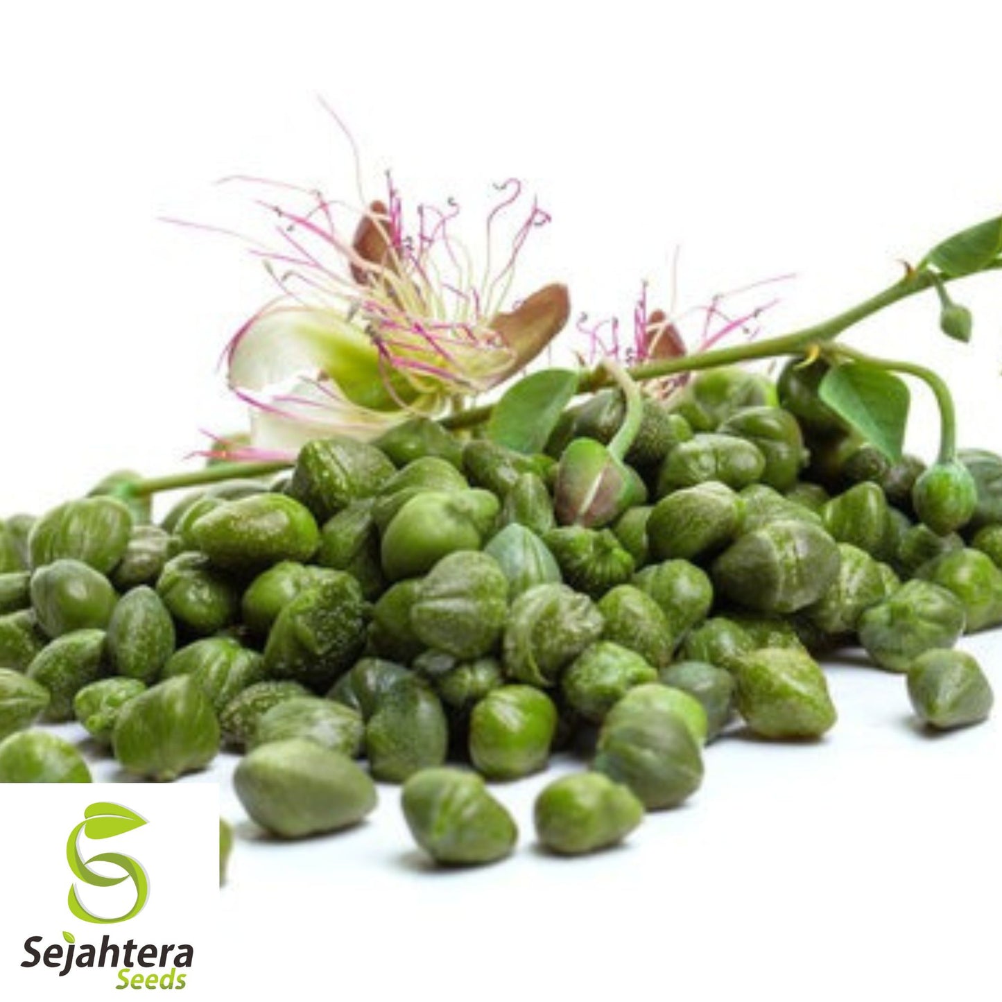 25+ Caper Bush Seeds - Capparis Spinosa, Edible Buds, Drought-Tolerant, Non-GMO
