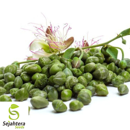 25+ Caper Bush Seeds - Capparis Spinosa, Edible Buds, Drought-Tolerant, Non-GMO