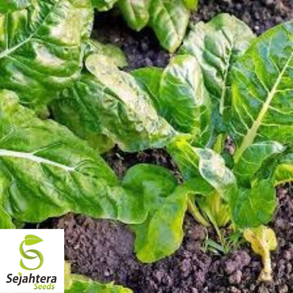 50 Perpetual Spinach Swiss Chard Seeds - Beta Vulgaris Cicla, Non-GMO