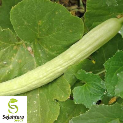 Pale Armenian Cucumber Seeds 50+ | Long Snake Serpent Vegetable NON-GMO USA